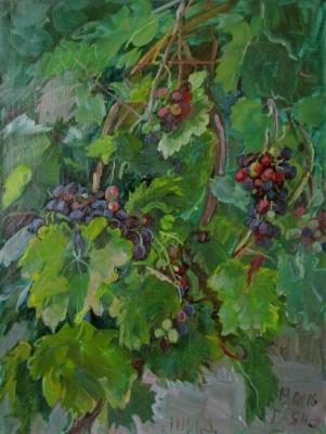 Serbian grapes. Dobrovolskaya Gayane