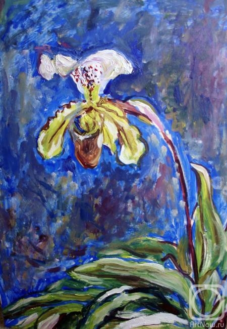 Sechko Xenia. Home exotic flower of the orchid Venus slipper