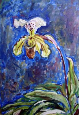 Home exotic flower of the orchid Venus slipper. Sechko Xenia