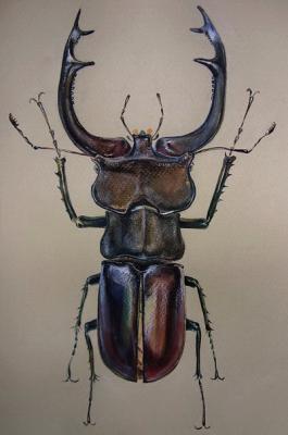 Horned beetle. Golovkova Tatiana