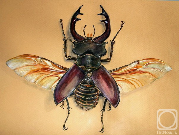 Golovkova Tatiana. Stag-beetle