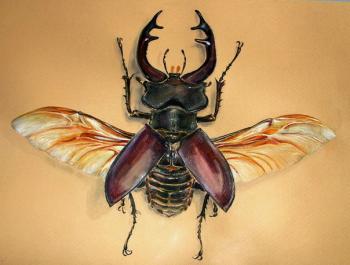 Stag-beetle. Golovkova Tatiana