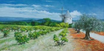 Provence. Vineyards and olive