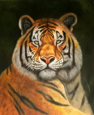 Tiger. Bruno Augusto