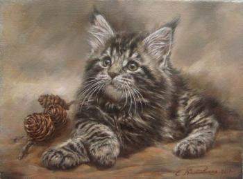 Kitten breeds Maine Coon. Kalinovskaya Ekaterina