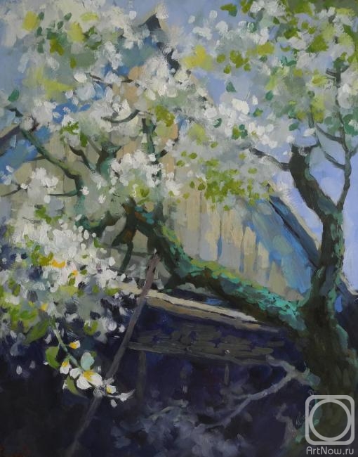 Ivanova Olesya. Old pear blossoms