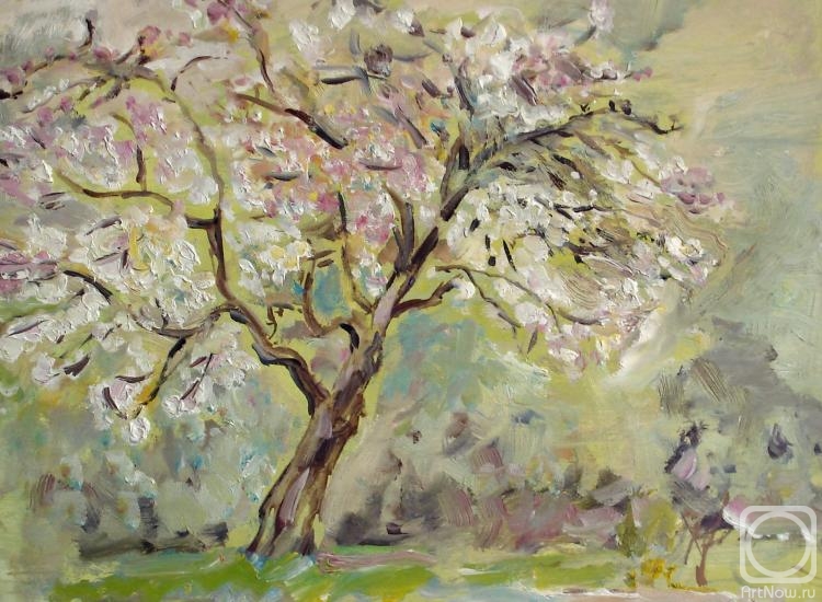 Sechko Xenia. Apple tree blossoms