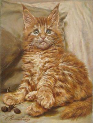 "Red." Kitten breeds Maine Coon. Kalinovskaya Ekaterina