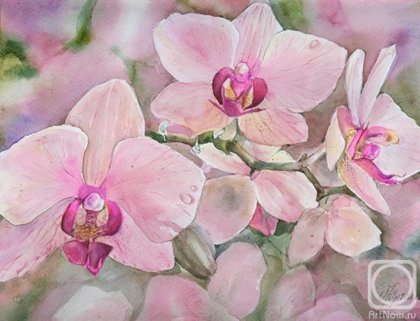 Yurtchenko Olga. Pink orchids