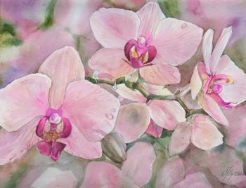 Pink orchids. Yurtchenko Olga