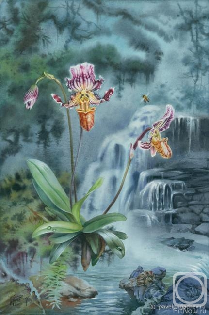 Pugachev Pavel. Orchidaceae Paphiopedilum fairrieanum