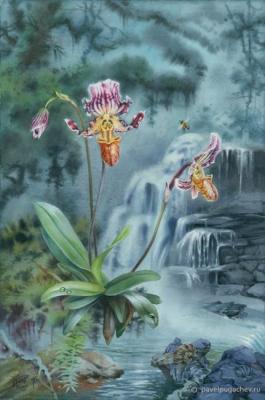 Orchidaceae Paphiopedilum fairrieanum (Watercolorblog). Pugachev Pavel
