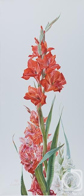 Lesokhina Lubov. Gladiolus