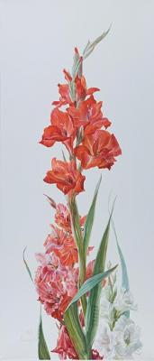 Gladiolus. Lesokhina Lubov