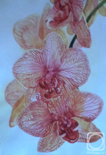 Rakutov Sergey. Orchid