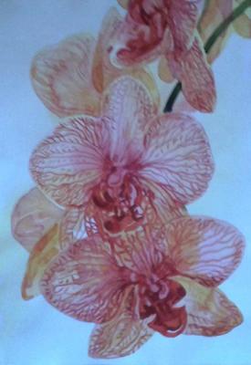 Orchid. Rakutov Sergey