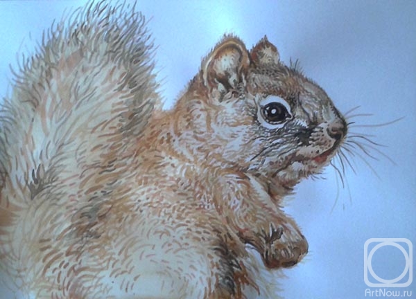 Rakutov Sergey. Squirrel