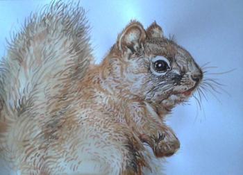 Squirrel. Rakutov Sergey