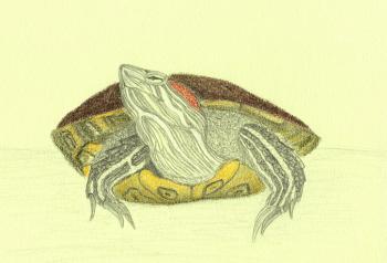 Red-eared turtle Gavryusha. Rustamian Julia