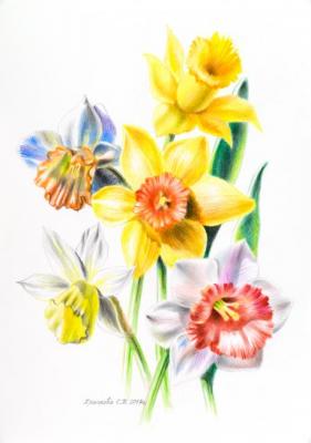 Daffodils. Khrapkova Svetlana