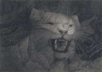 Lioness roars in the lair. Dementiev Alexandr