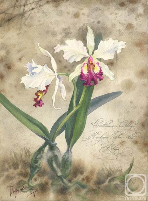 Pugachev Pavel. Orchidaceae Cattleya Hardyana Semi-alba Kaliya