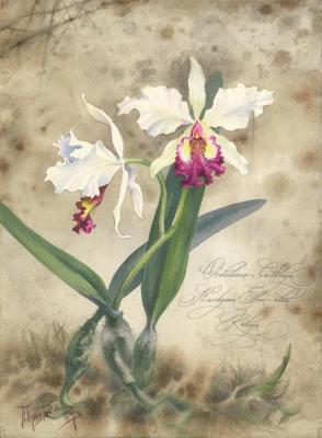 Orchidaceae Cattleya Hardyana Semi-alba Kaliya (Botanicalart). Pugachev Pavel