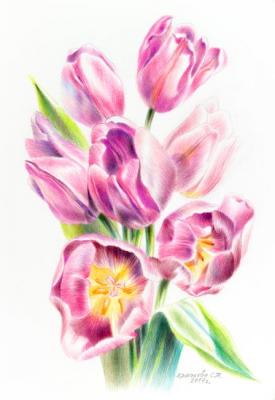 Tulips Pearl Prince. Khrapkova Svetlana