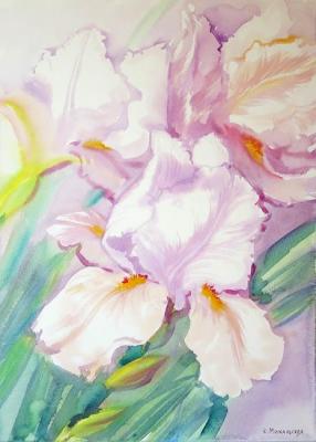 ������� ������ ����� �������� ������