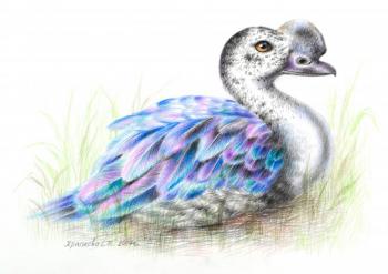 Comb duck (). Khrapkova Svetlana