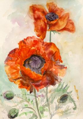 Poppies color