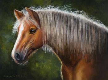 Horse Haflinger. Khrapkova Svetlana