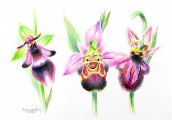 Orchids of Andris. Khrapkova Svetlana