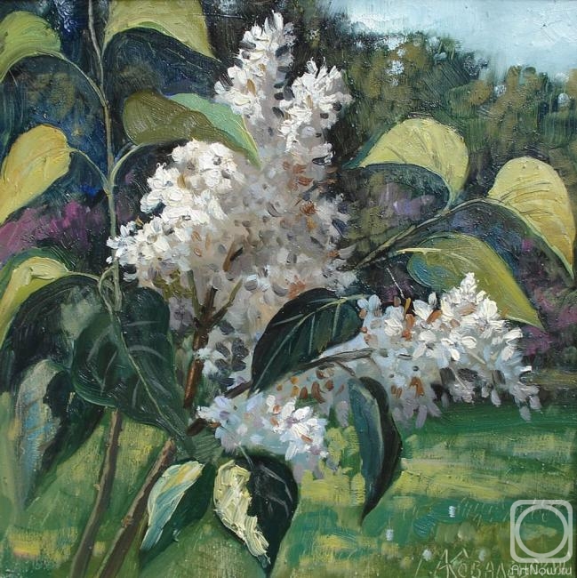 Kovalevscky Andrey. White lilac