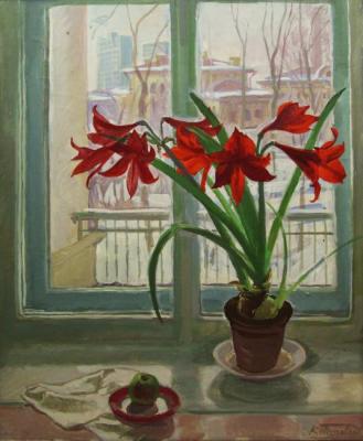 Amaryllis. Tutevol Klavdia