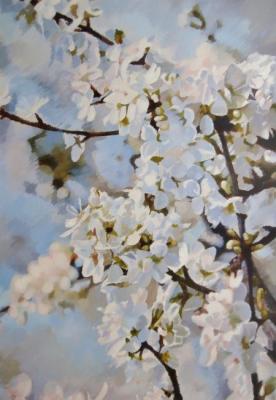 Cherry blossoms. Chshurov Oleg