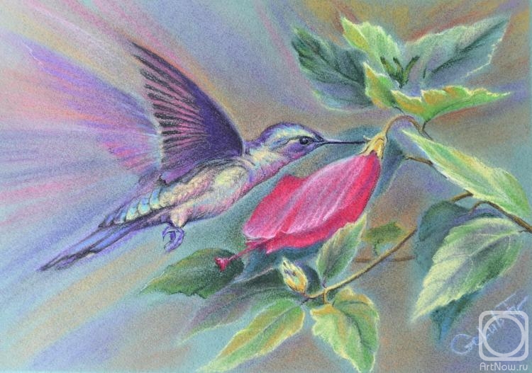 Golub Tatyana. Hummingbird