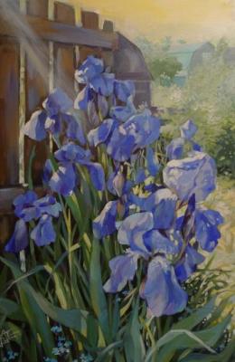 Country irises. Panina Kira