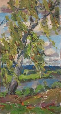Old birch on the river Bank. Arepyev Vladimir