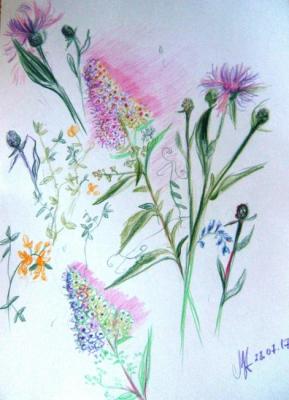 Wildflowers. Medvedeva Maria