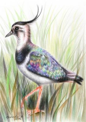 ������� ������