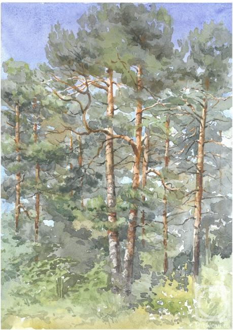 Mugatina Anna. Pine forest