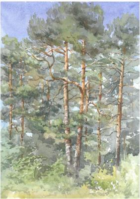 Pine forest. Mugatina Anna