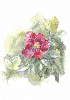 Briar. Mugatina Anna