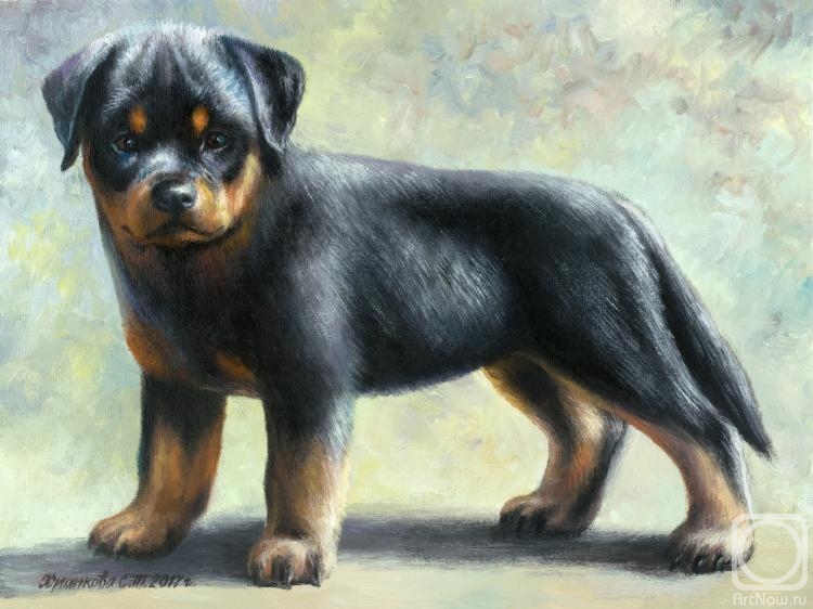 Khrapkova Svetlana. Rottweiler puppy