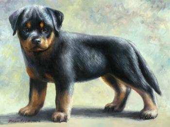 Rottweiler puppy. Khrapkova Svetlana