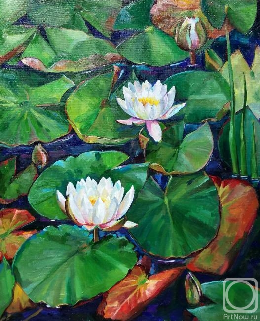 Veselkova Olga. Water lilies in a pond