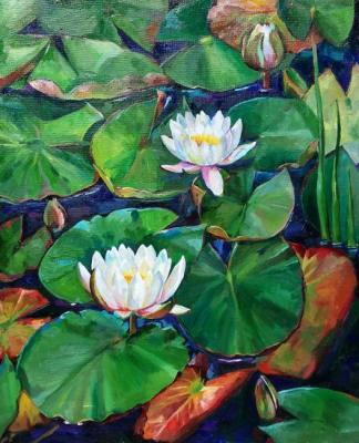 Water lilies in a pond. Veselkova Olga