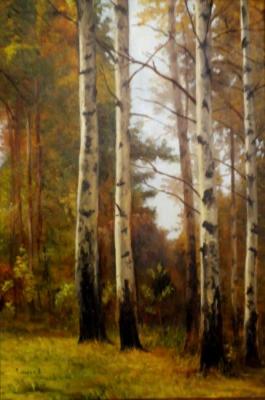 Birches. Surakin Alexandr