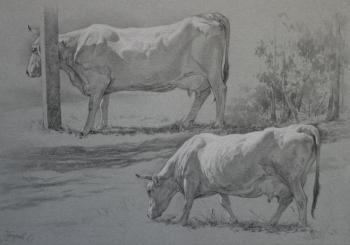 Sketch of a cow. Zubarev Oleg